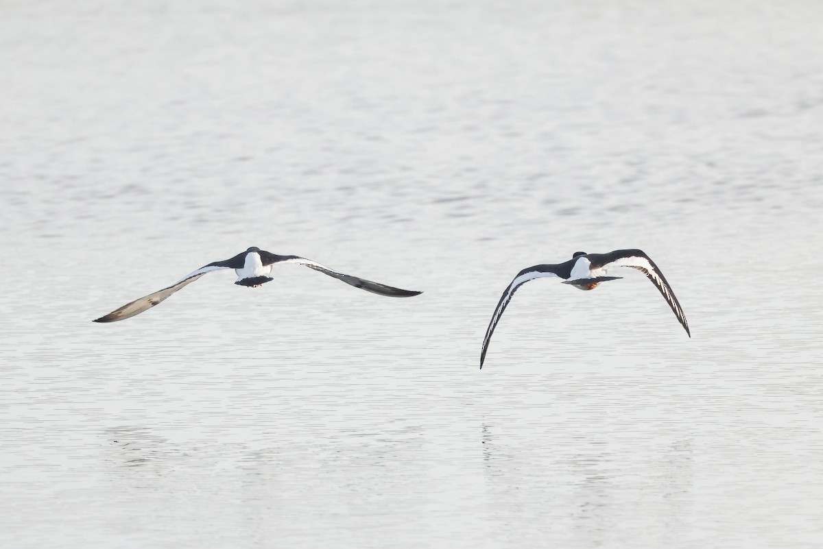 Eurasian Oystercatcher - ML618013710