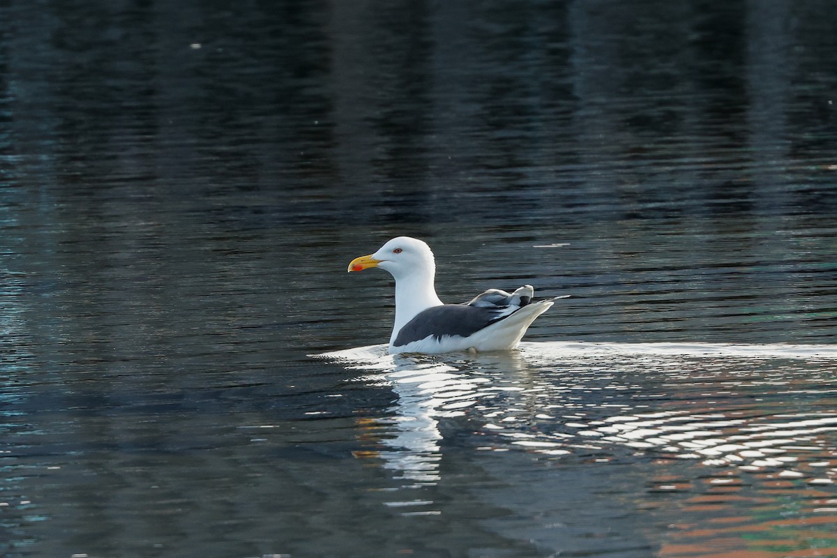 Great Black-backed Gull - Tommy Pedersen