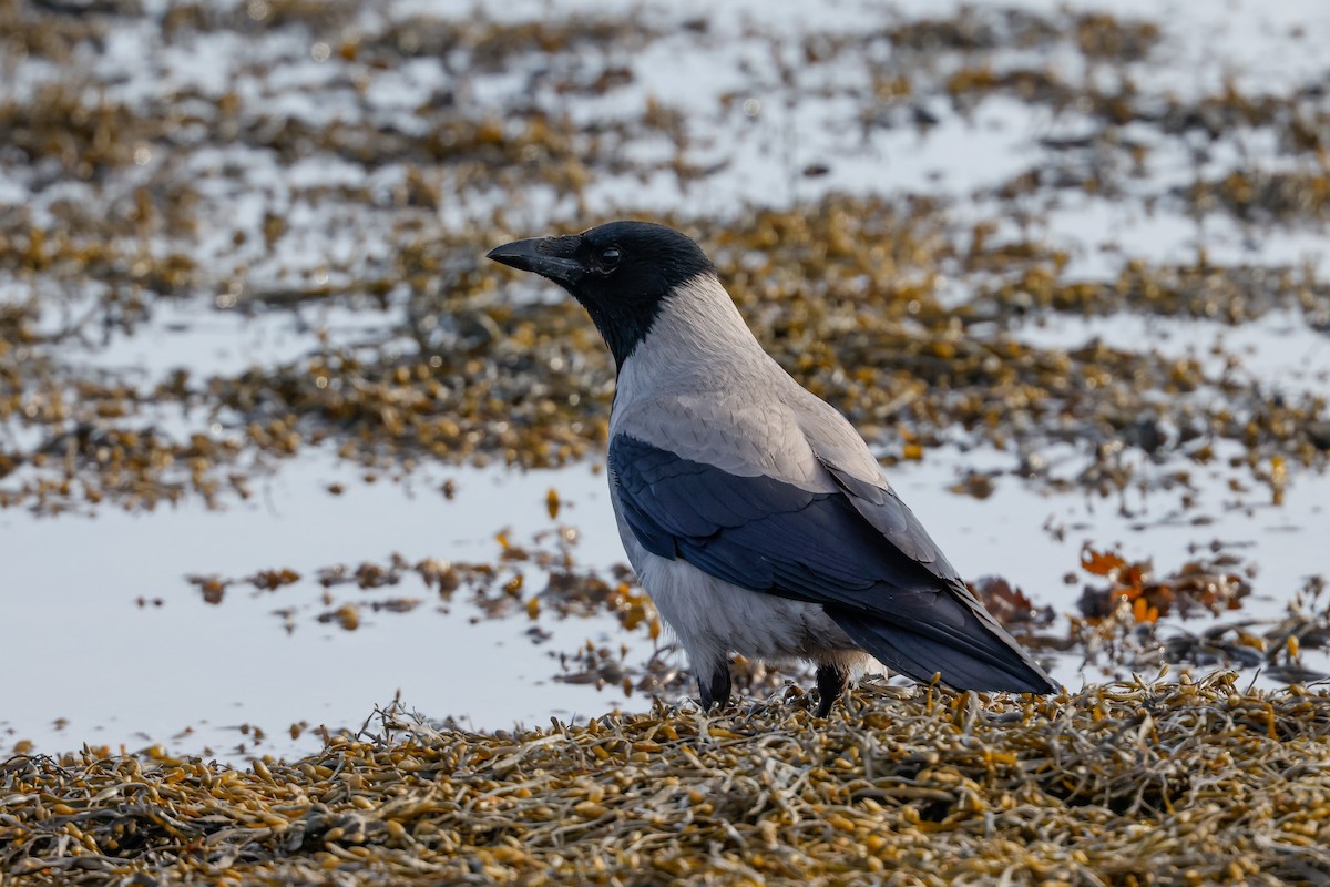 Hooded Crow - ML618013718