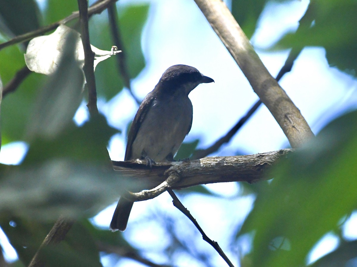 Large Woodshrike - ML618013740