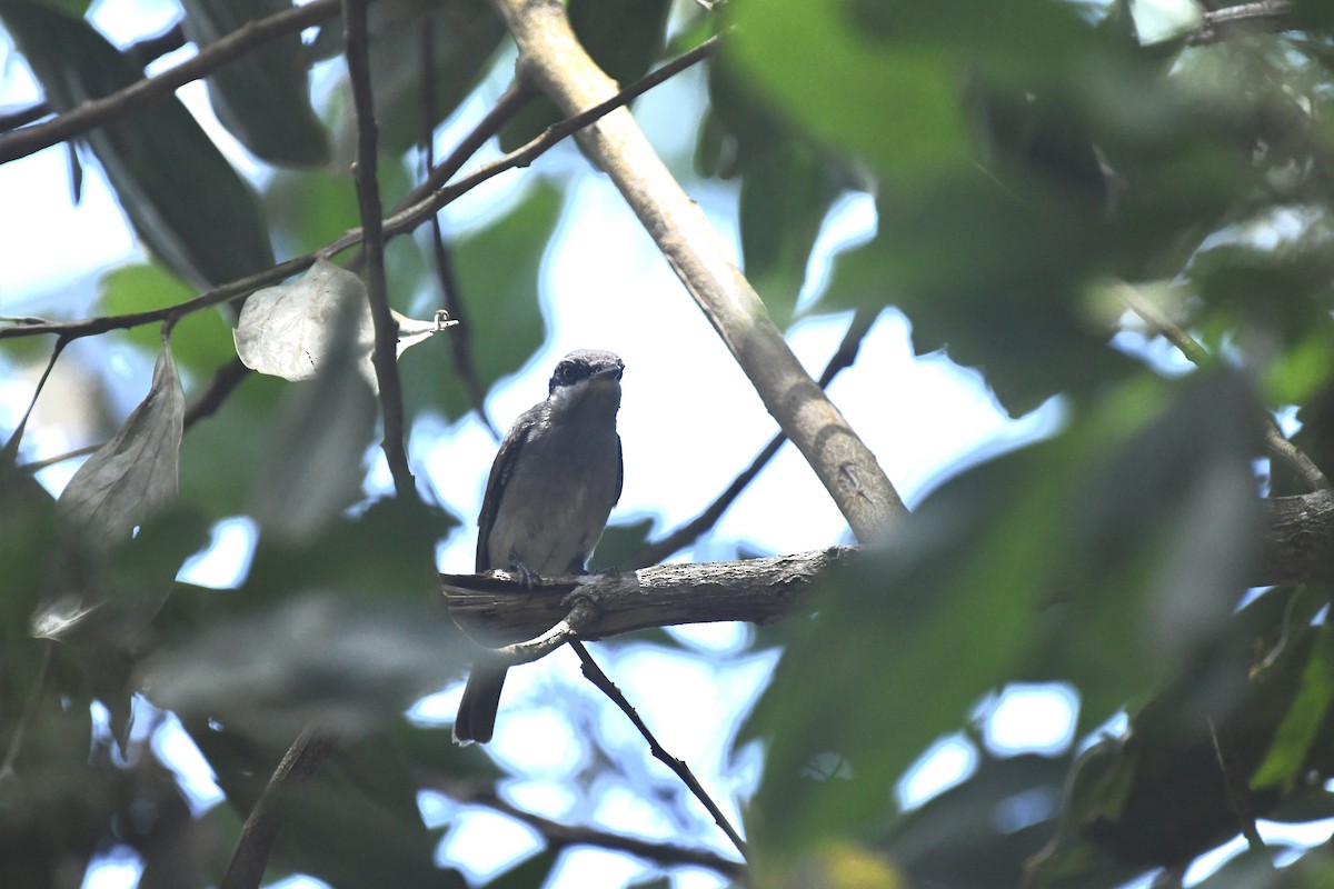 Large Woodshrike - Andrew Holmes