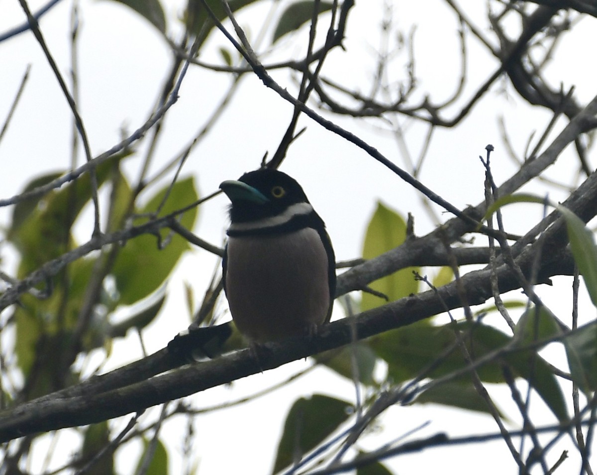 Black-and-yellow Broadbill - ML618013744