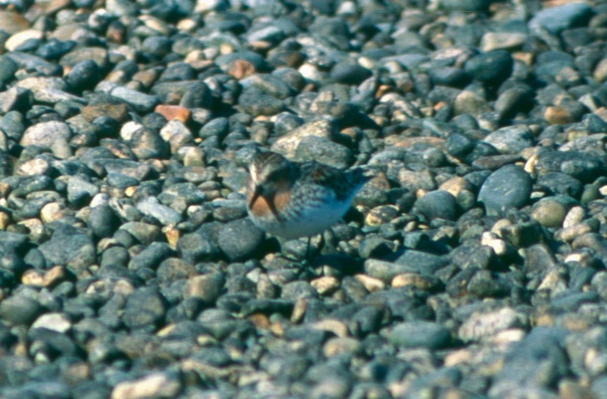 Red-necked Stint - Clyde Blum