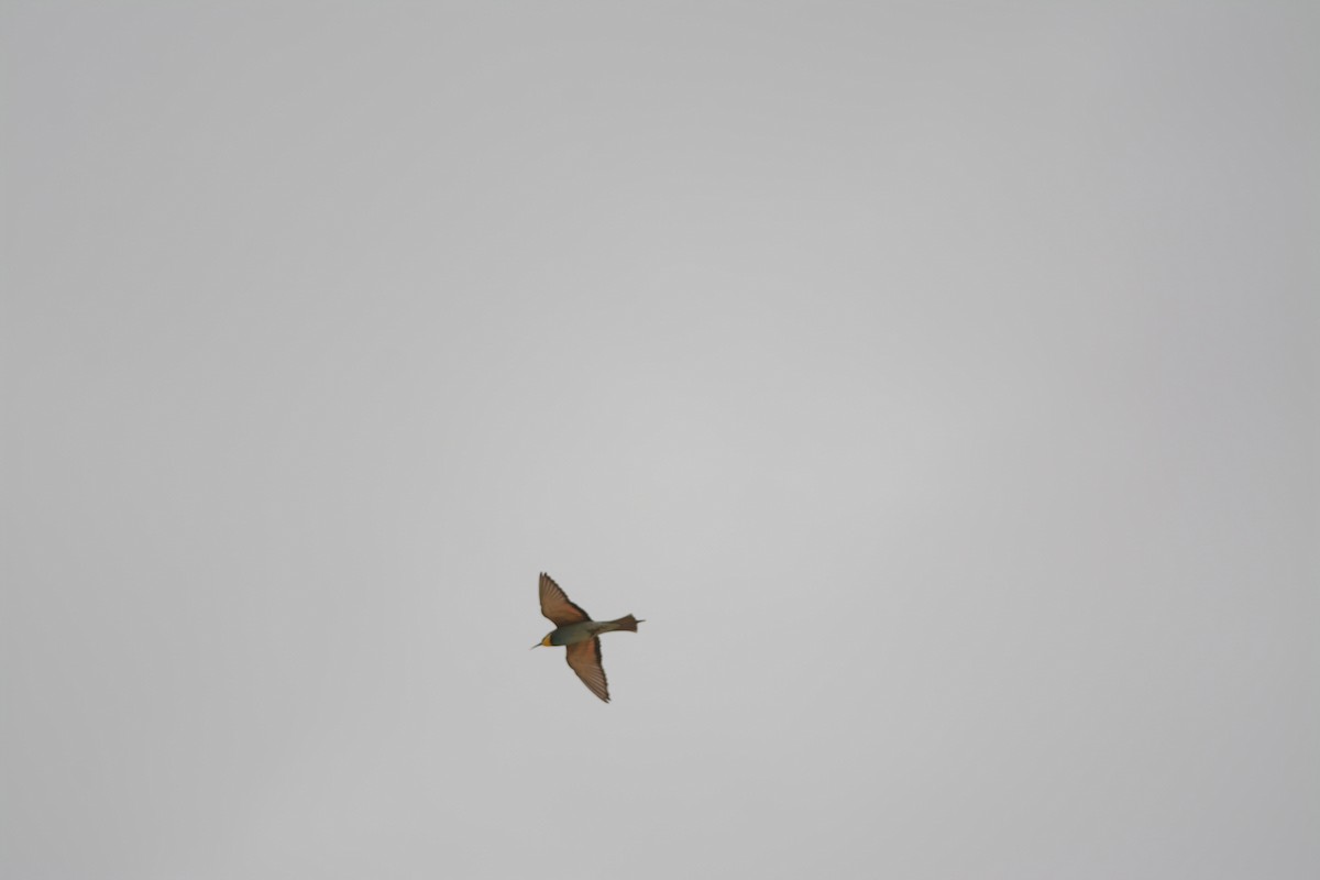 European Bee-eater - ML618013761