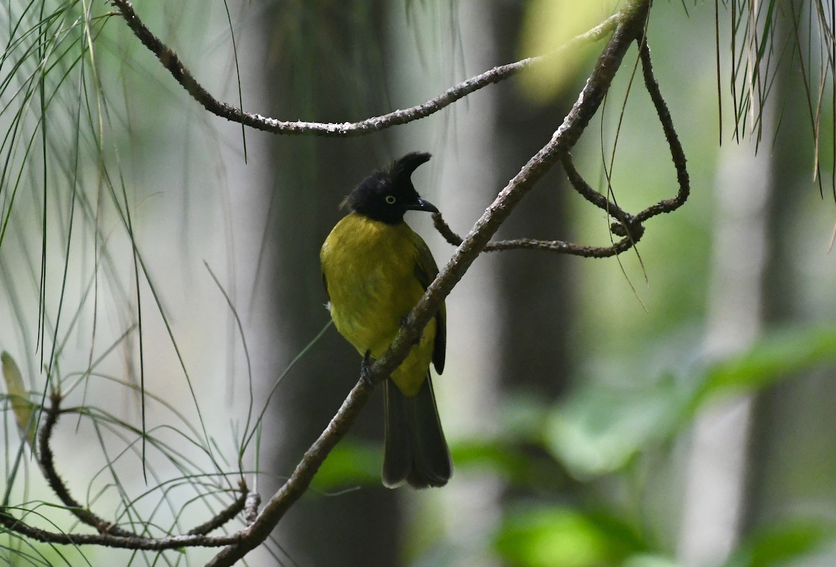 Black-crested Bulbul - ML618013764