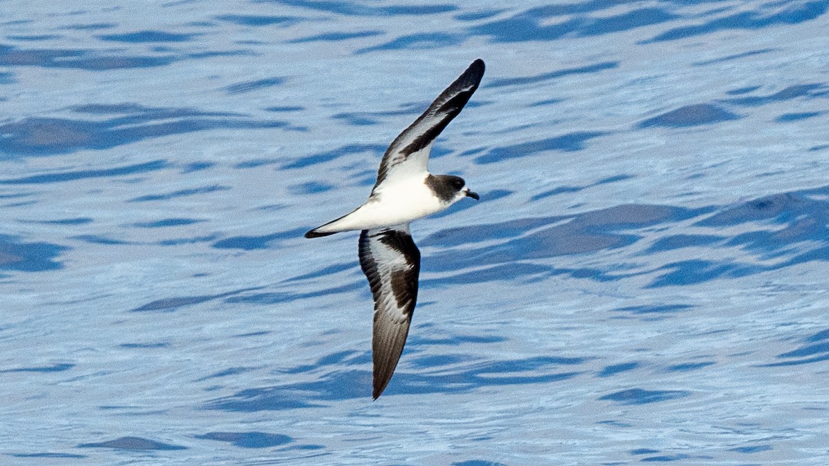 Petrel de las Bonin - ML618013770