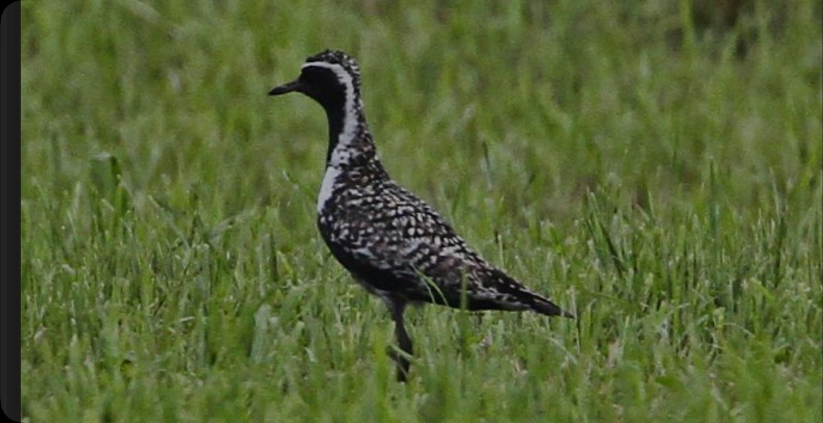 Chorlito Dorado Siberiano - ML618013795