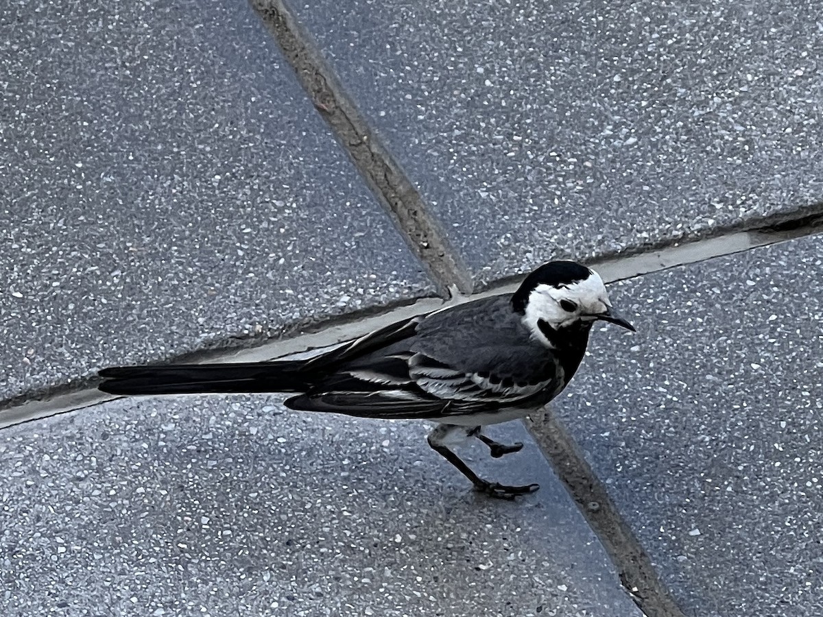 Ballerina bianca - ML618013805