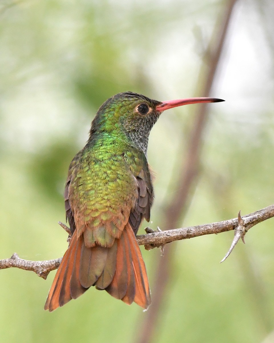kolibřík yukatanský - ML618013848
