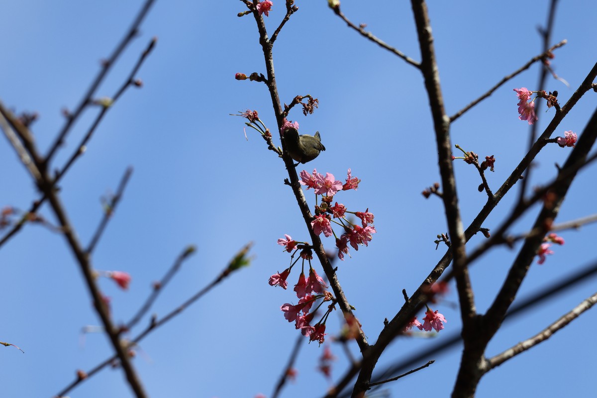 Plain Flowerpecker - ML618013899