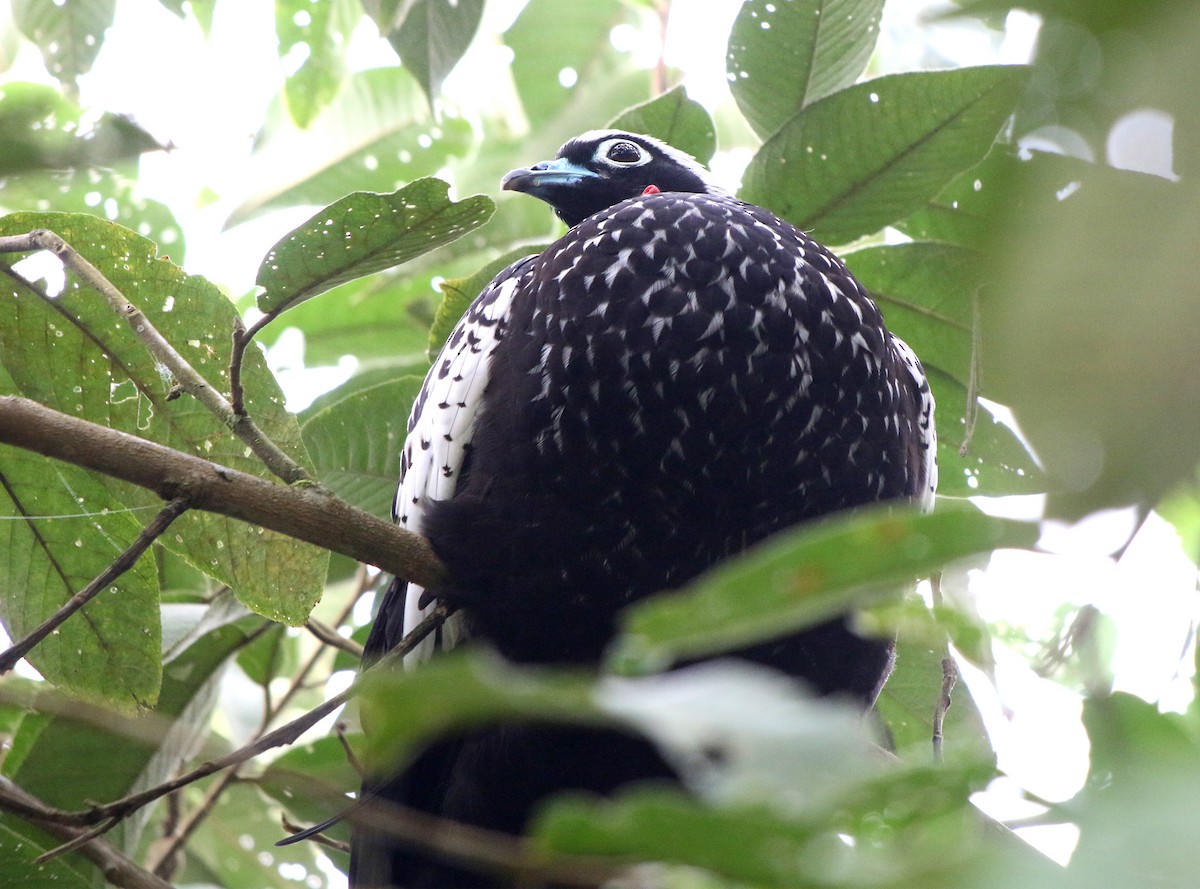 Black-fronted Piping-Guan - ML618013915