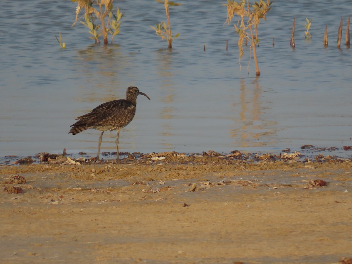 Whimbrel - ML618013927