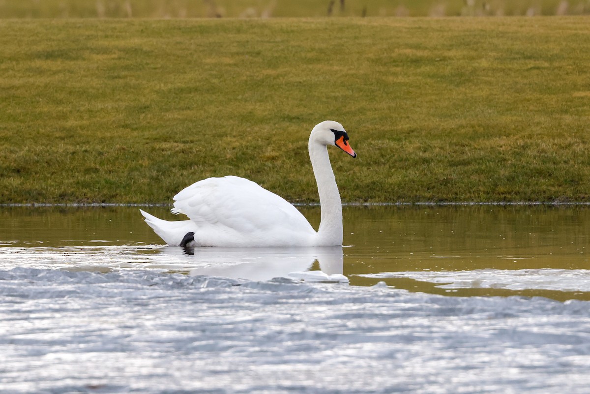 Mute Swan - ML618013929