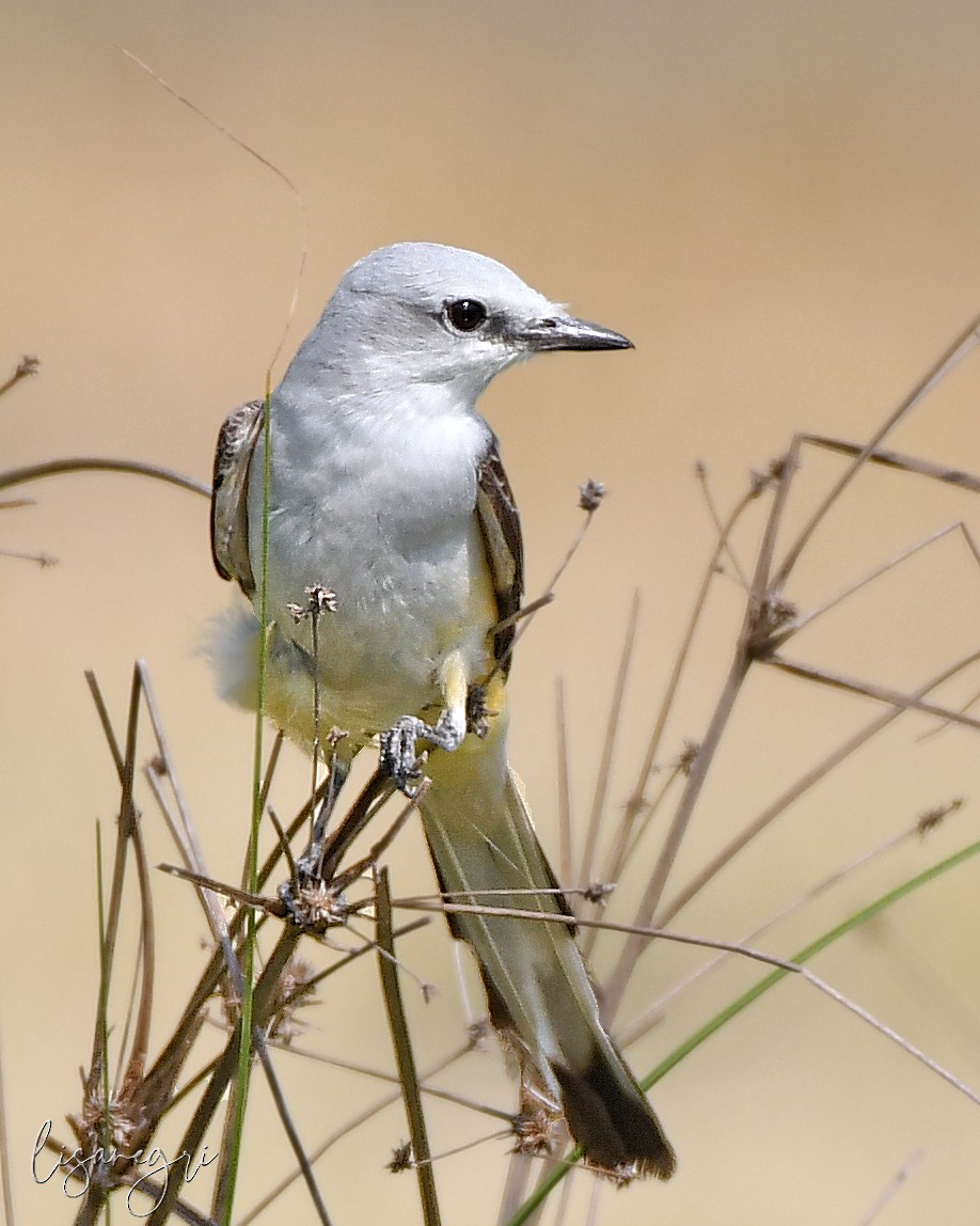 Scissor-tailed Flycatcher - ML618013930