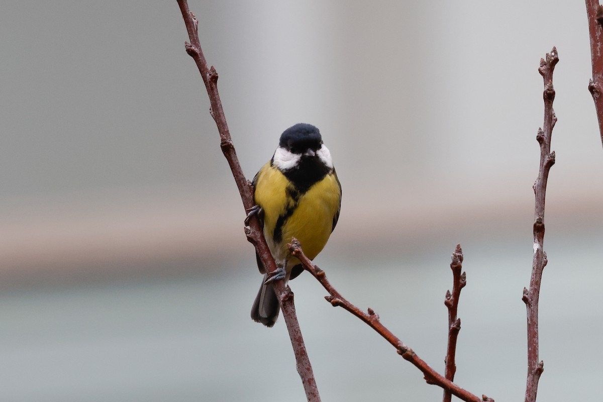 Great Tit - ML618013931