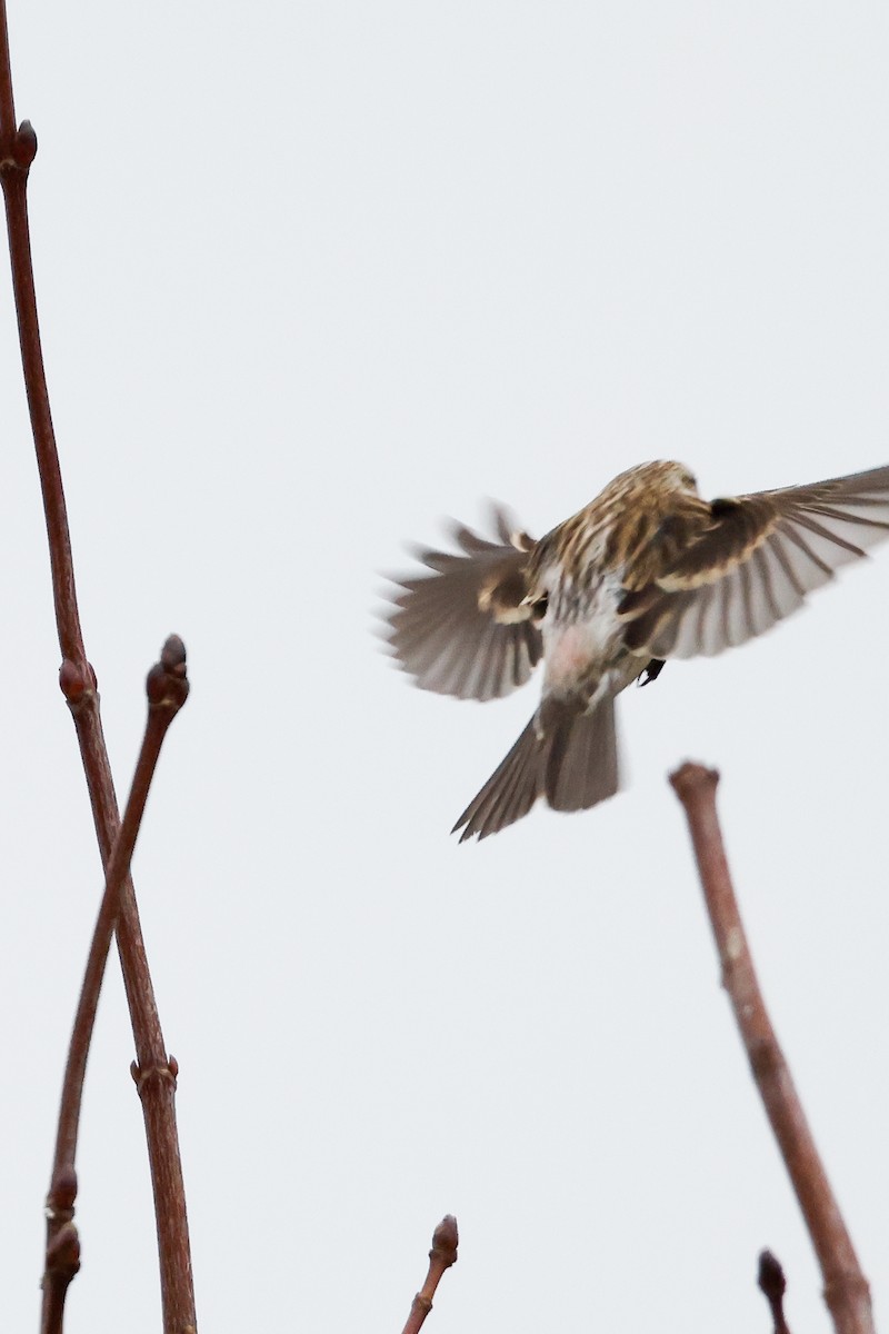 Common Redpoll - ML618013943