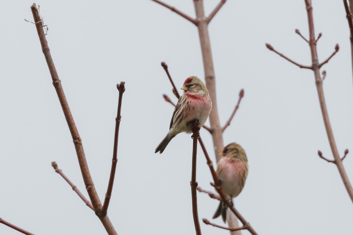 Common Redpoll - ML618013944