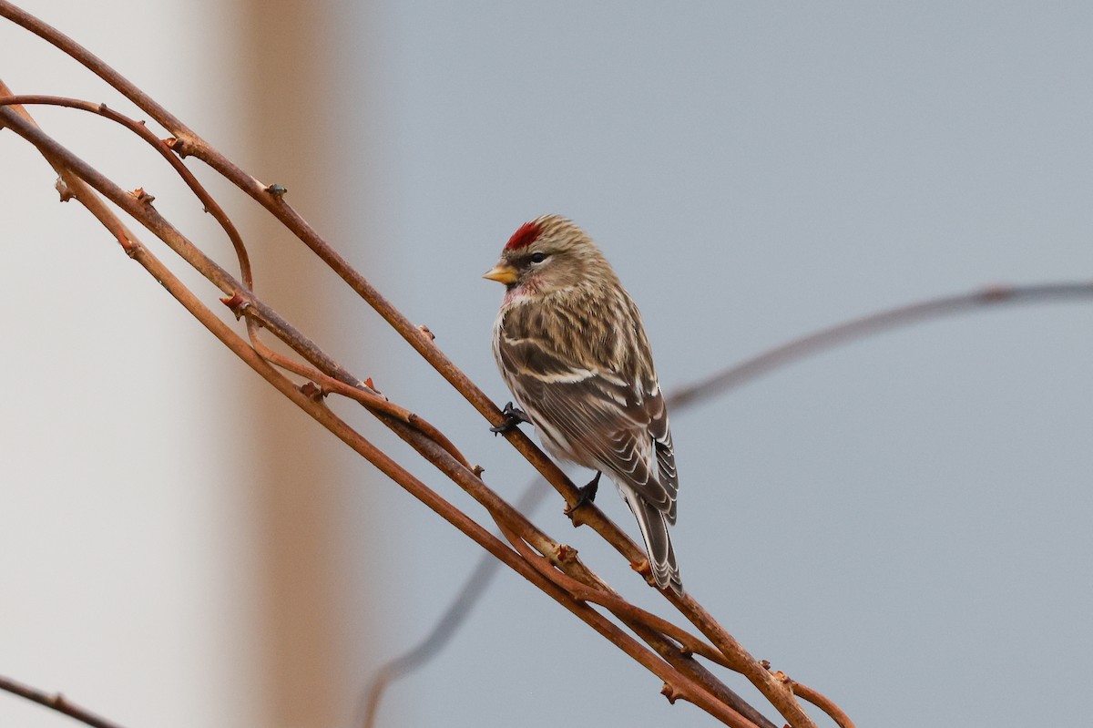 Common Redpoll - ML618013945