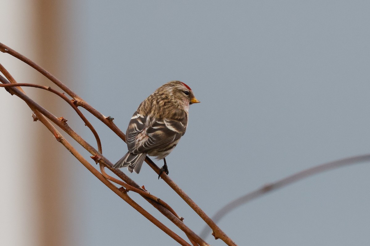 Common Redpoll - ML618013946