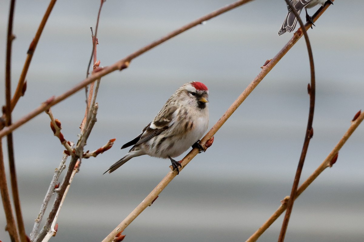 Common Redpoll - ML618013947