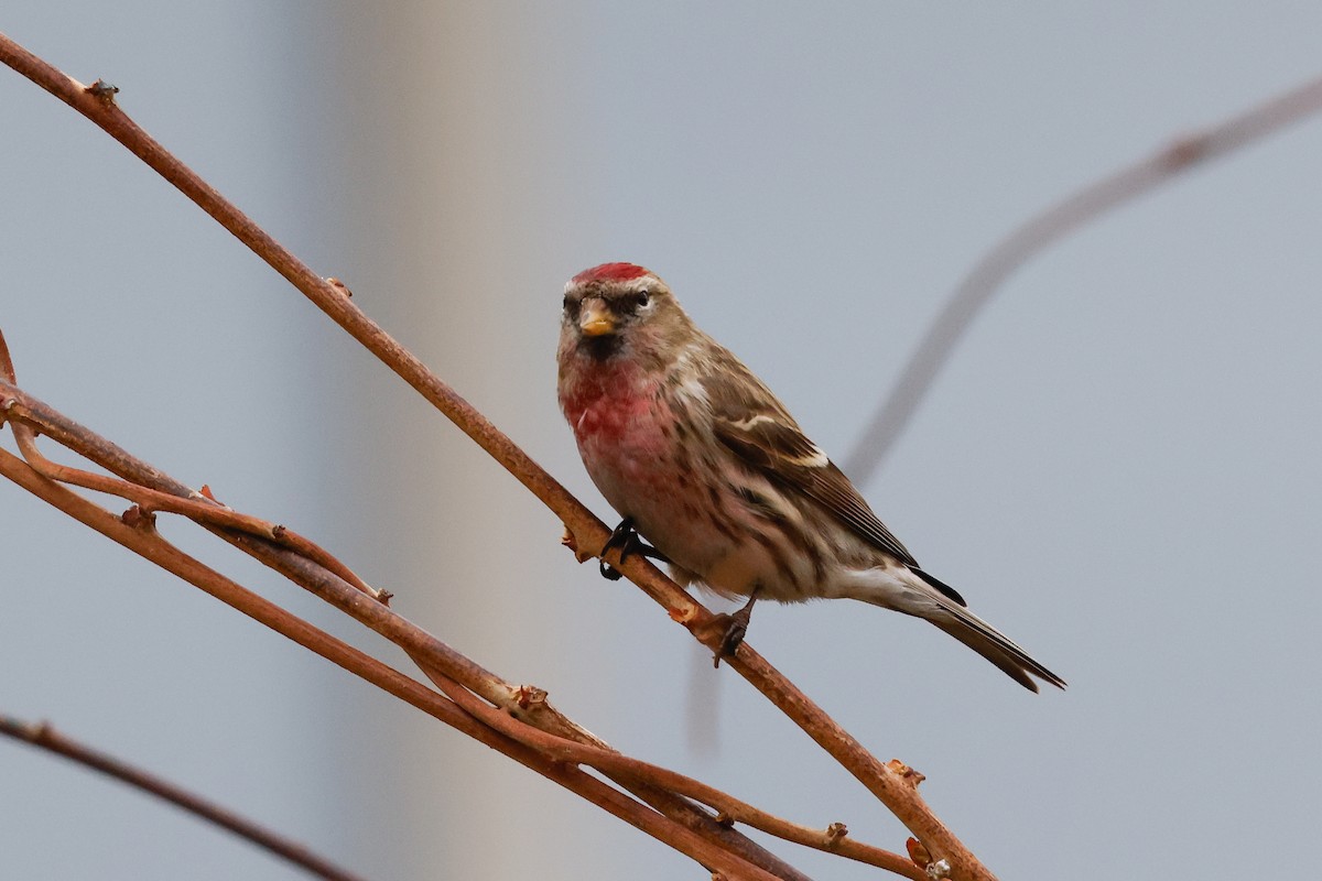 Common Redpoll - ML618013948