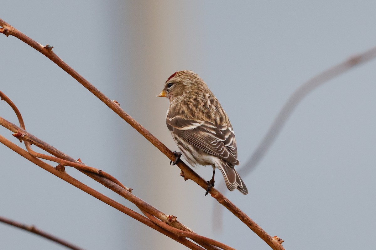 Common Redpoll - ML618013951