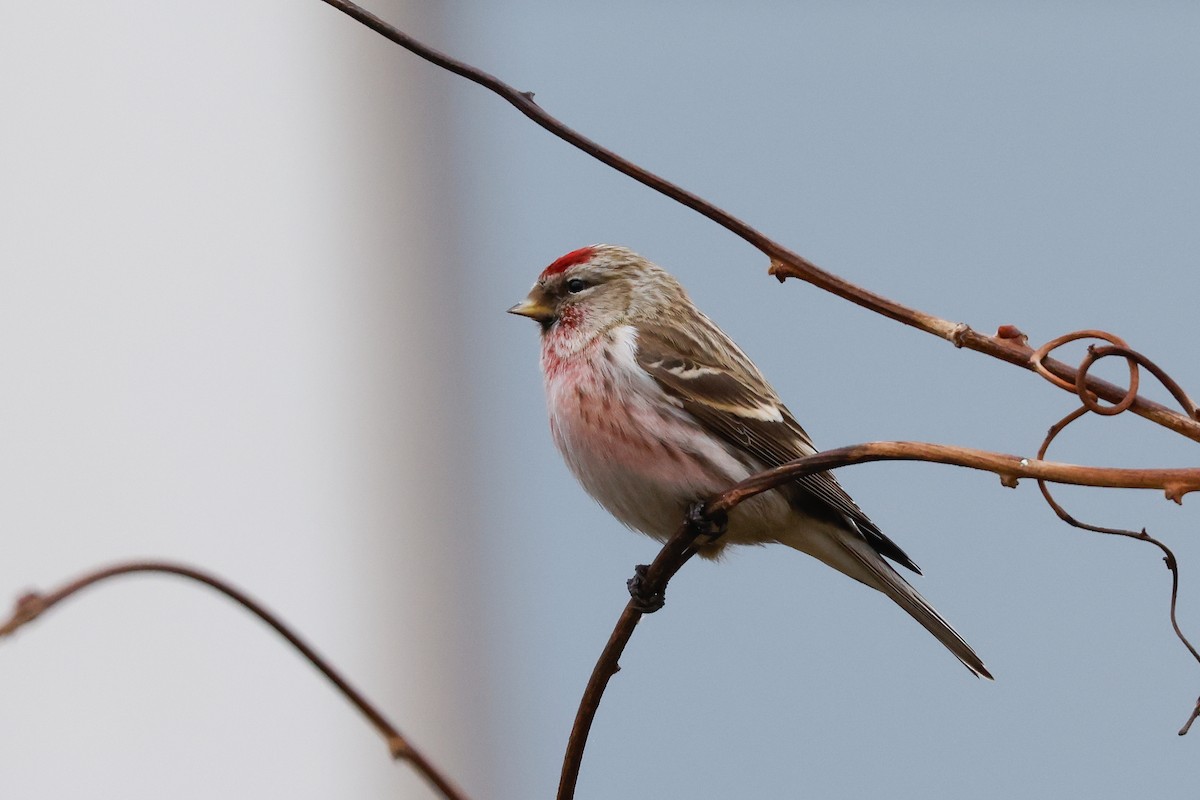 Common Redpoll - ML618013952