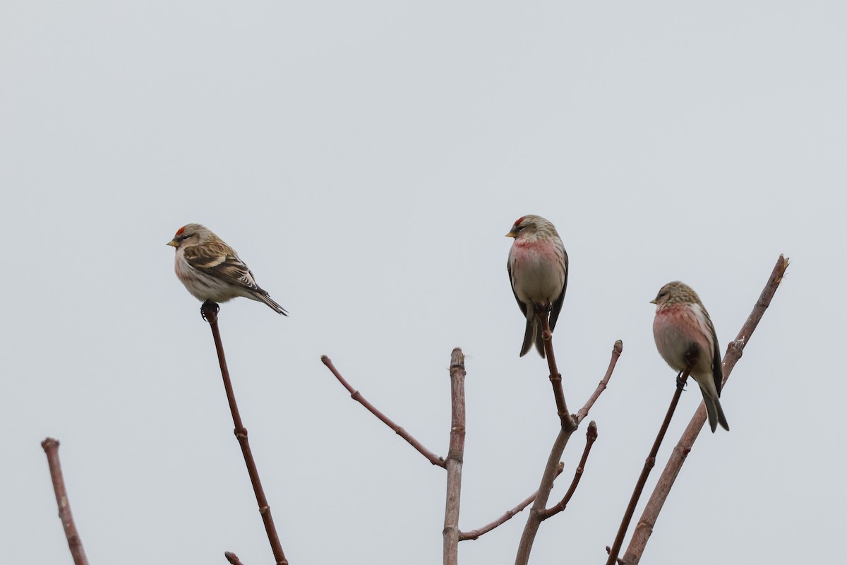 Common Redpoll - ML618013953