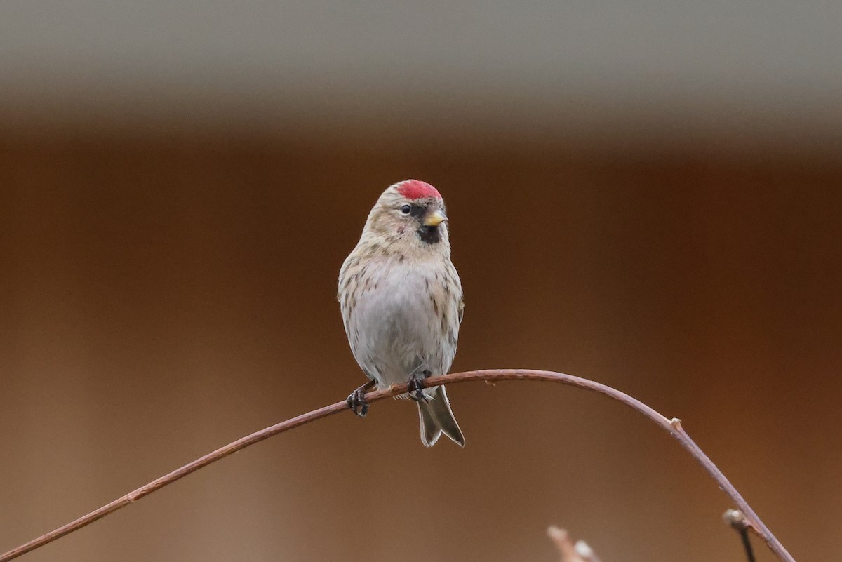 Common Redpoll - Tommy Pedersen