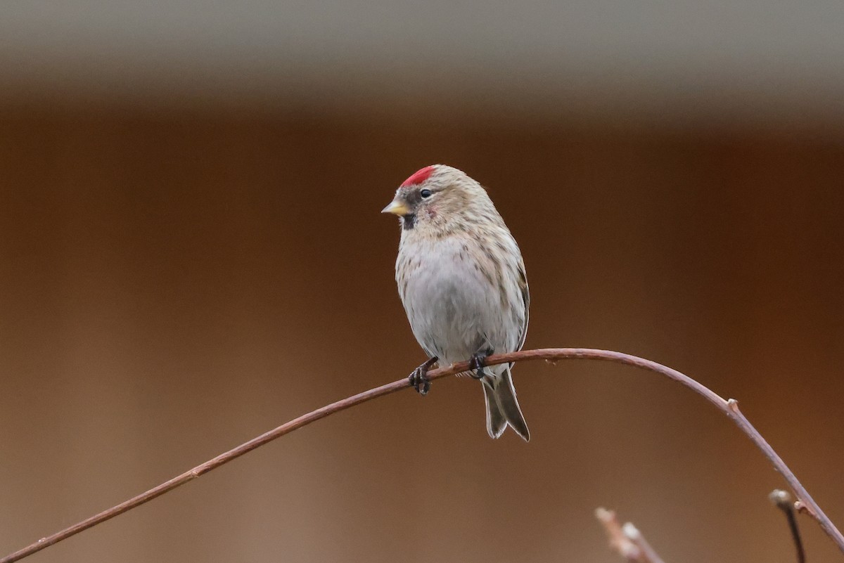 Common Redpoll - ML618013955