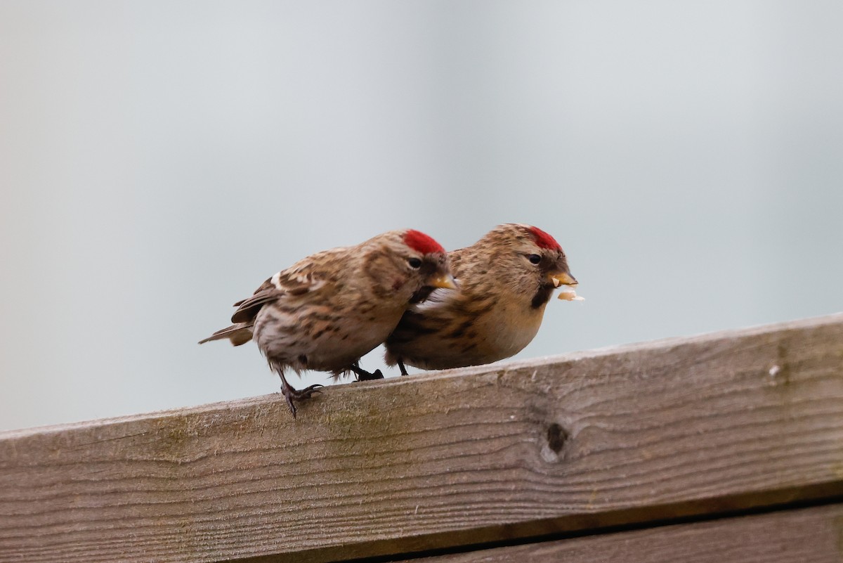 Common Redpoll - ML618013956