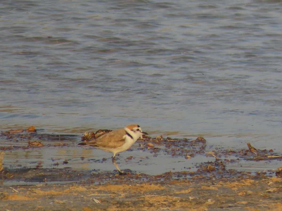 Kentish Plover - ML618013958