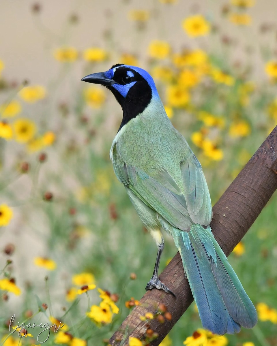 Green Jay - ML618013964