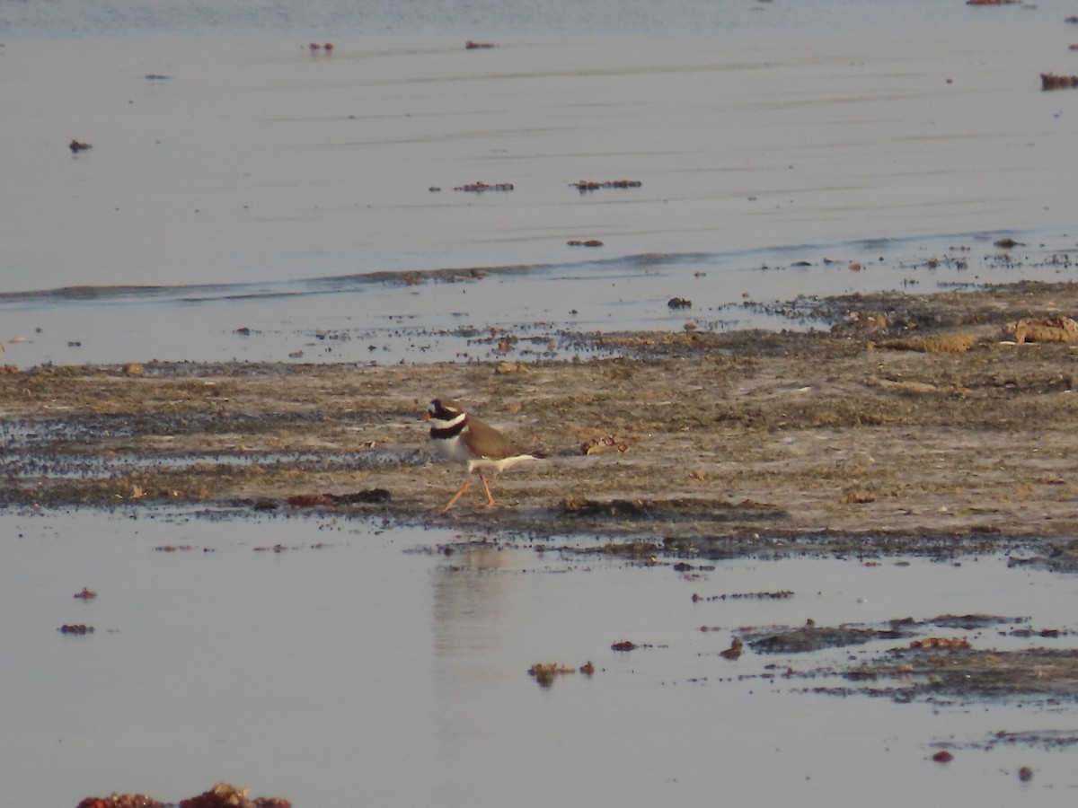 Common Ringed Plover - Ute Langner