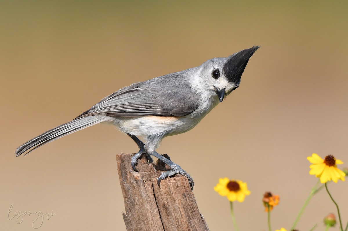 Black-crested Titmouse - ML618013984