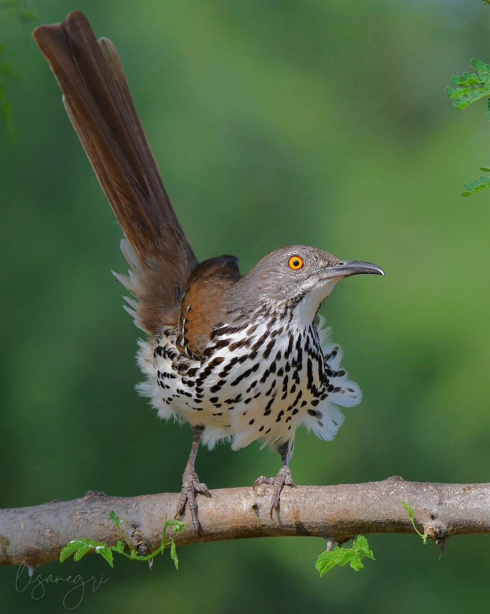 Long-billed Thrasher - ML618014005