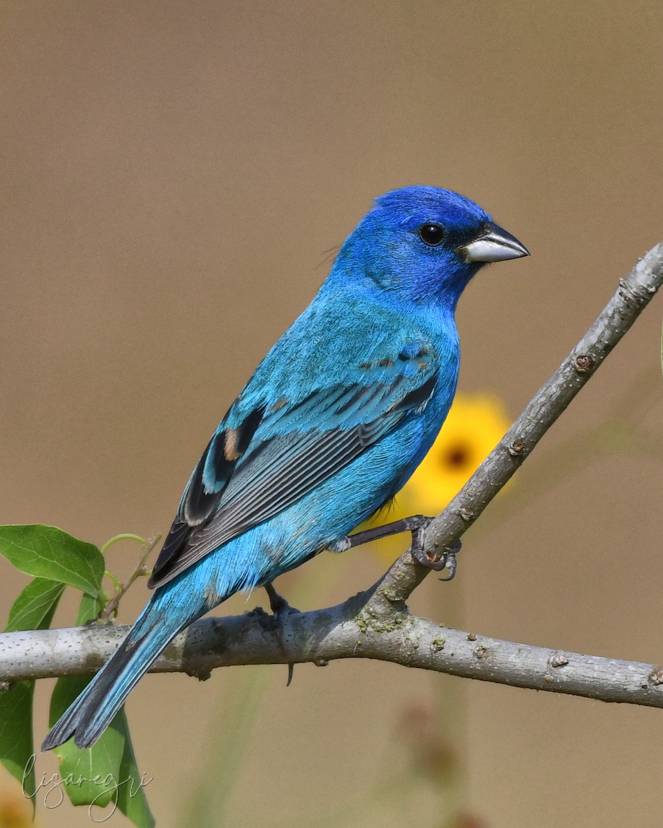 Indigo Bunting - ML618014023