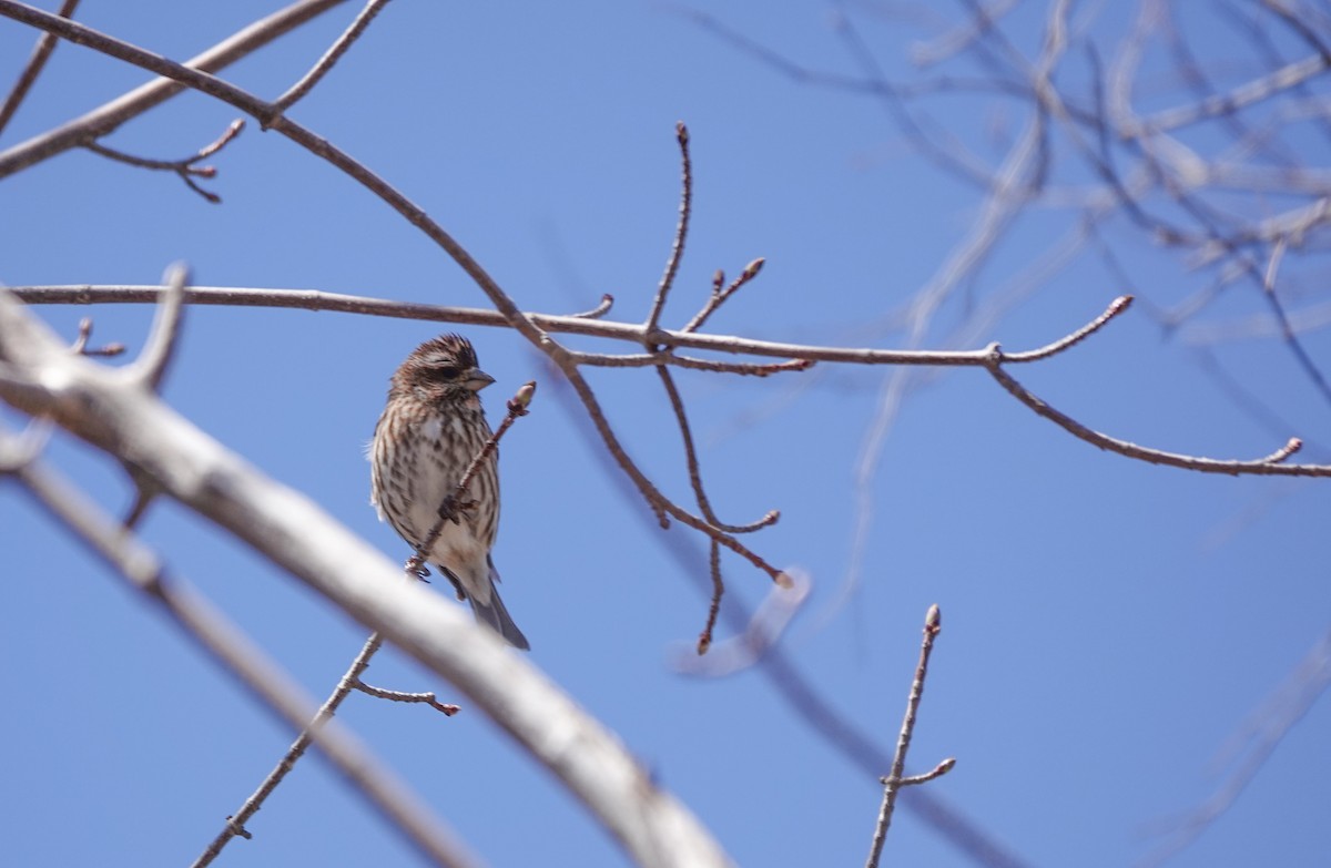 Purple Finch - Barbara McLean