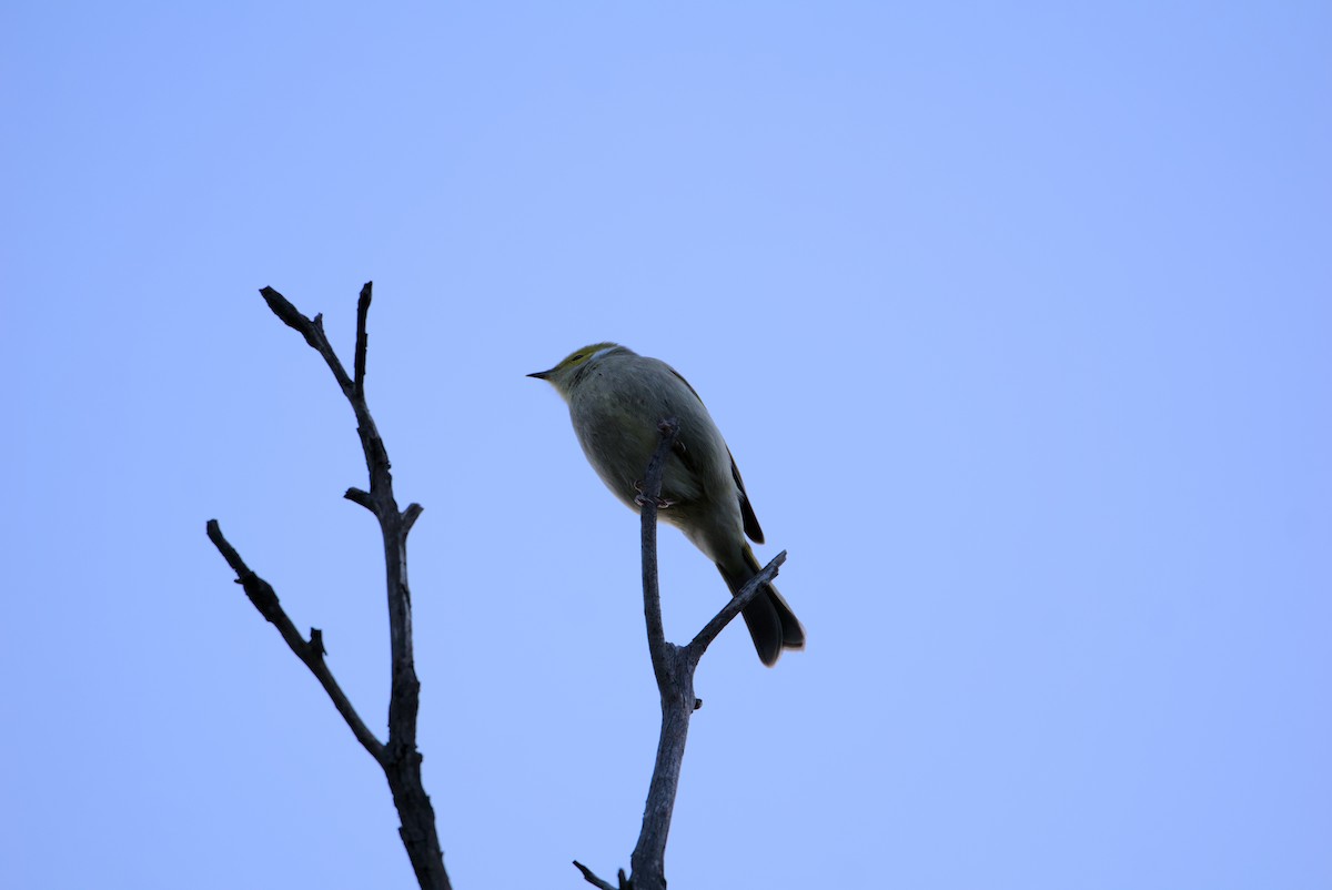 White-plumed Honeyeater - ML618014054