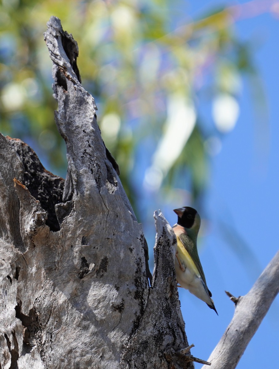 Gouldian Finch - Samantha Duffy