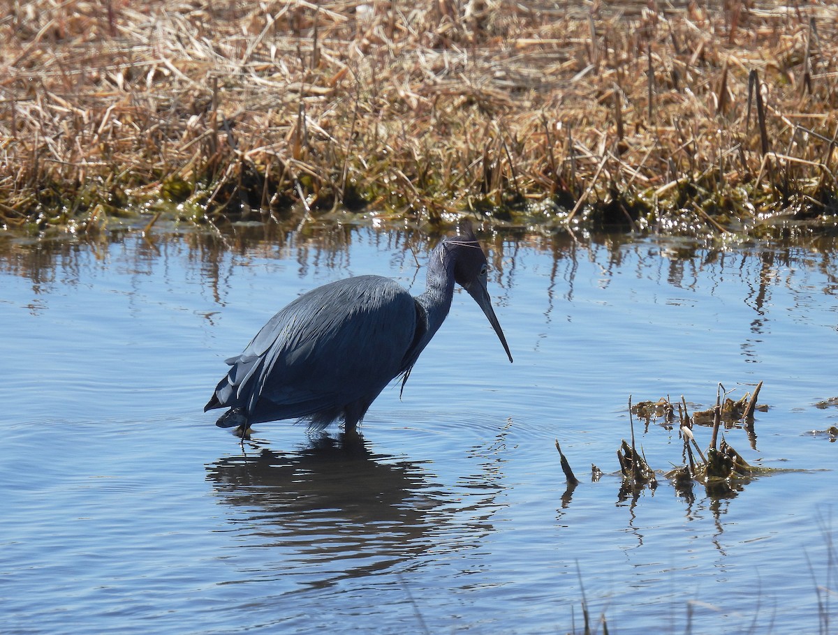 Little Blue Heron - Richard Mckay