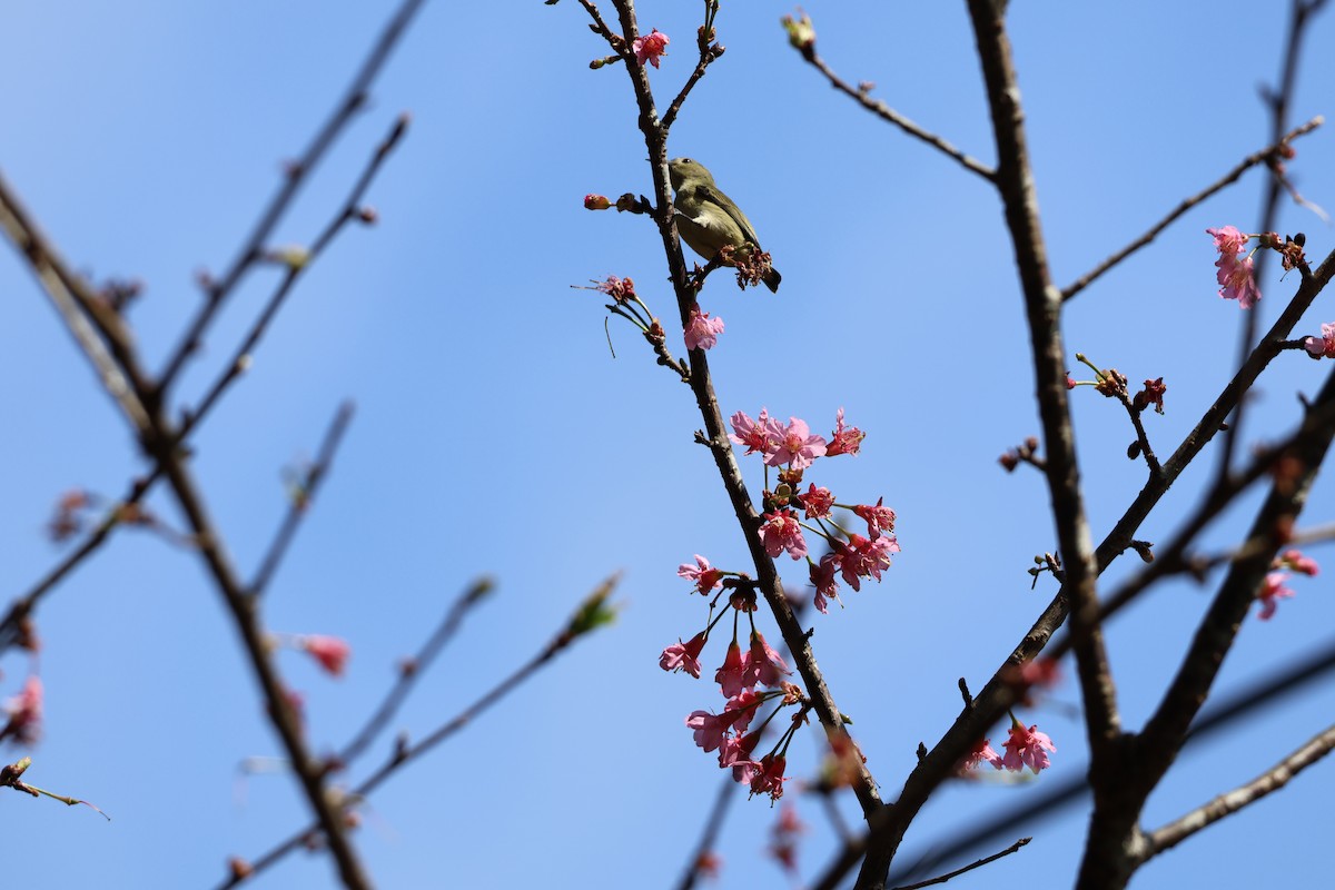 Plain Flowerpecker - ML618014134