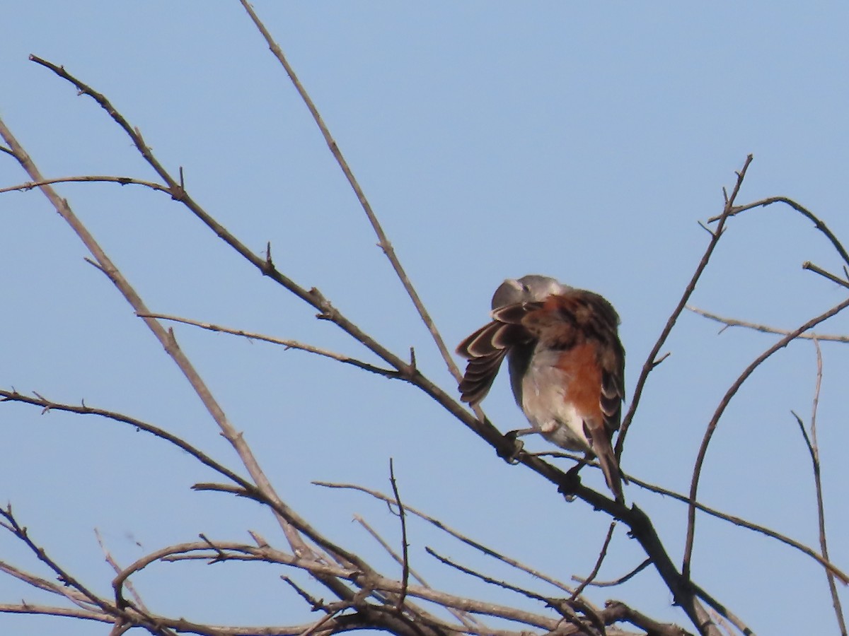 Moineau mélanure - ML618014137