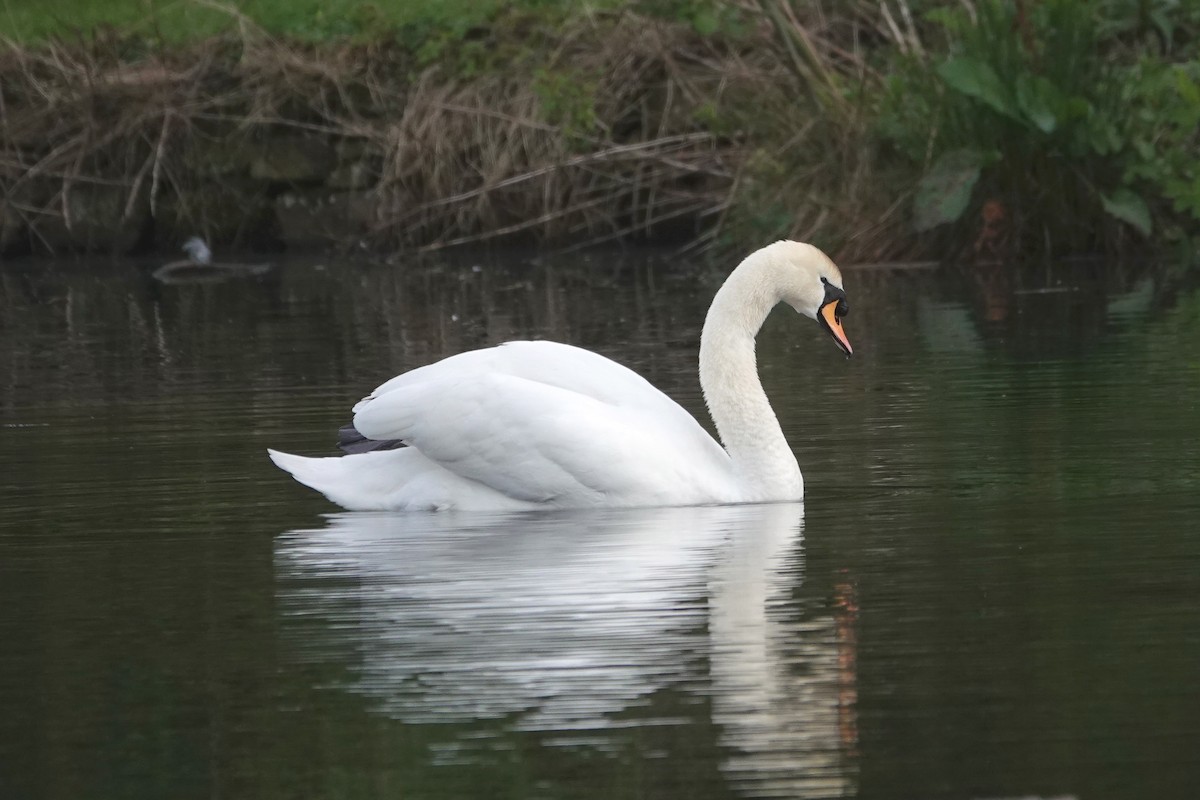 Cygne tuberculé - ML618014143