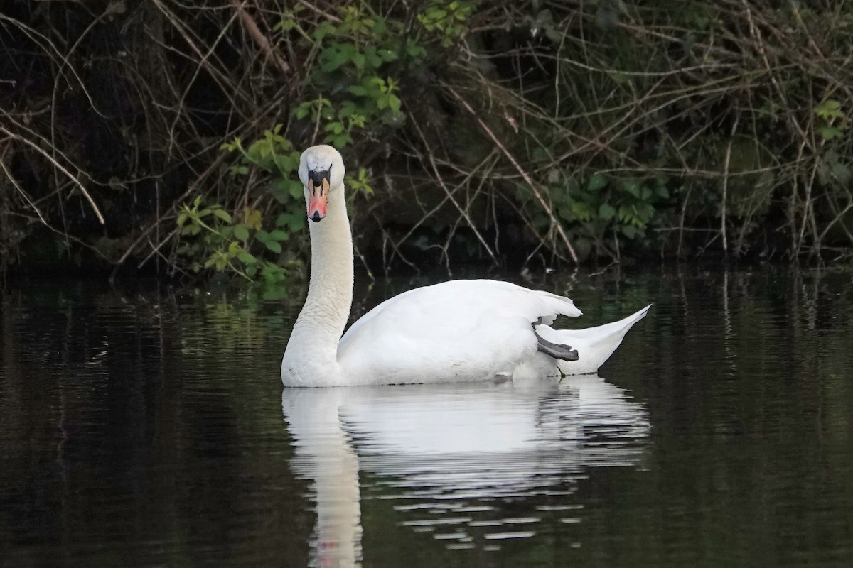 Cygne tuberculé - ML618014144