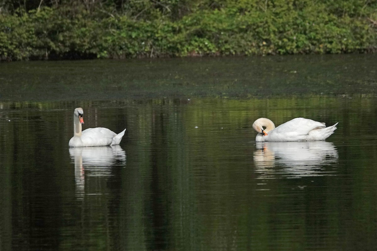 Cygne tuberculé - ML618014145