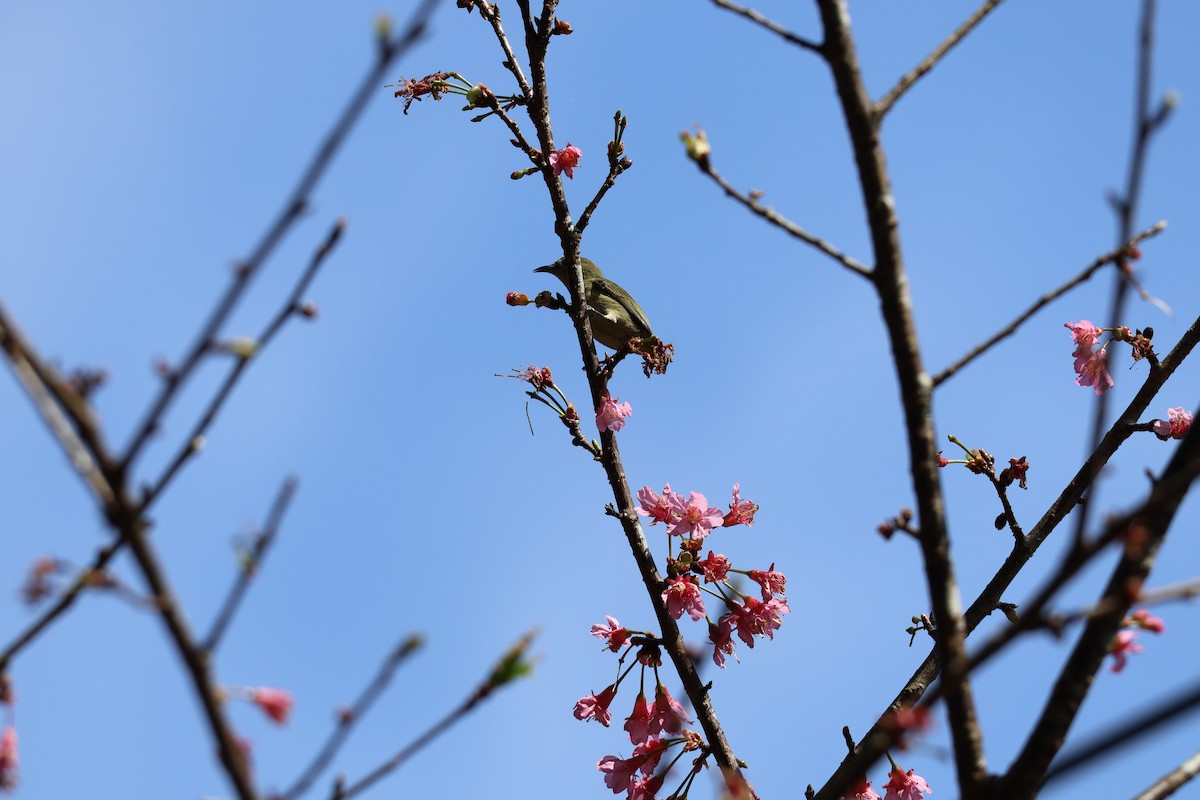 Plain Flowerpecker - ML618014156