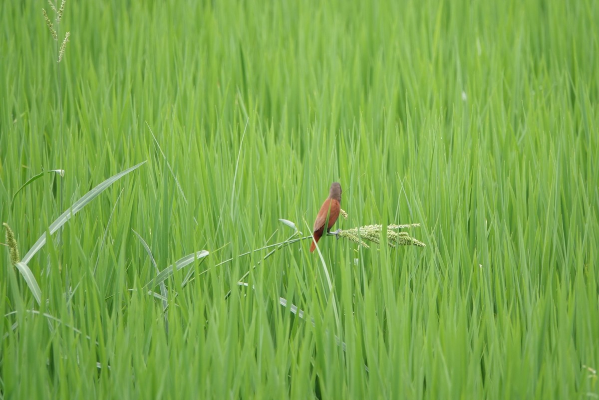 Chestnut Munia - hiya lin