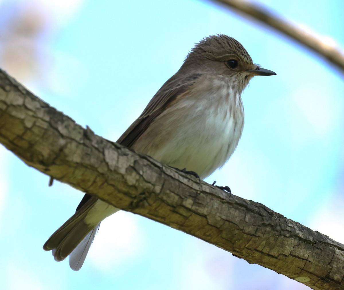 Spotted Flycatcher - ML618014219