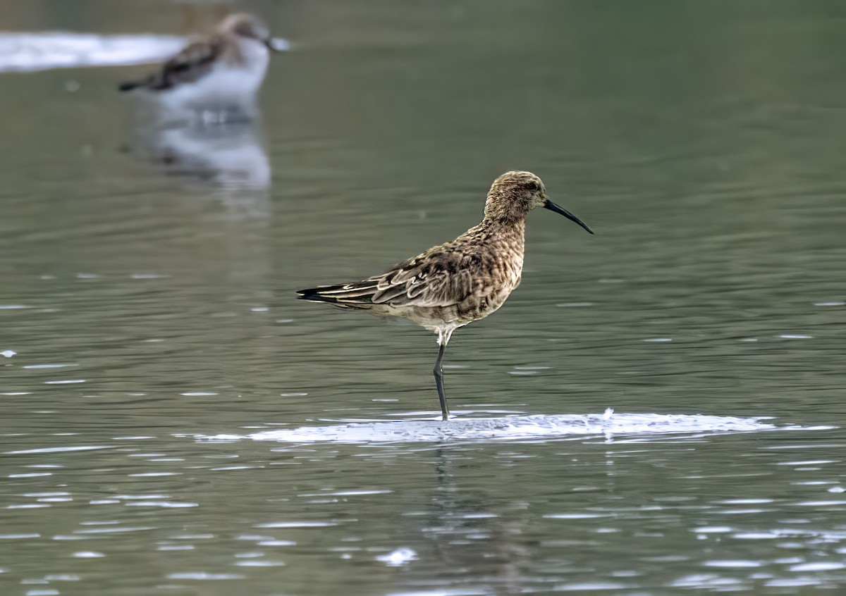 Curlew Sandpiper - ML618014271